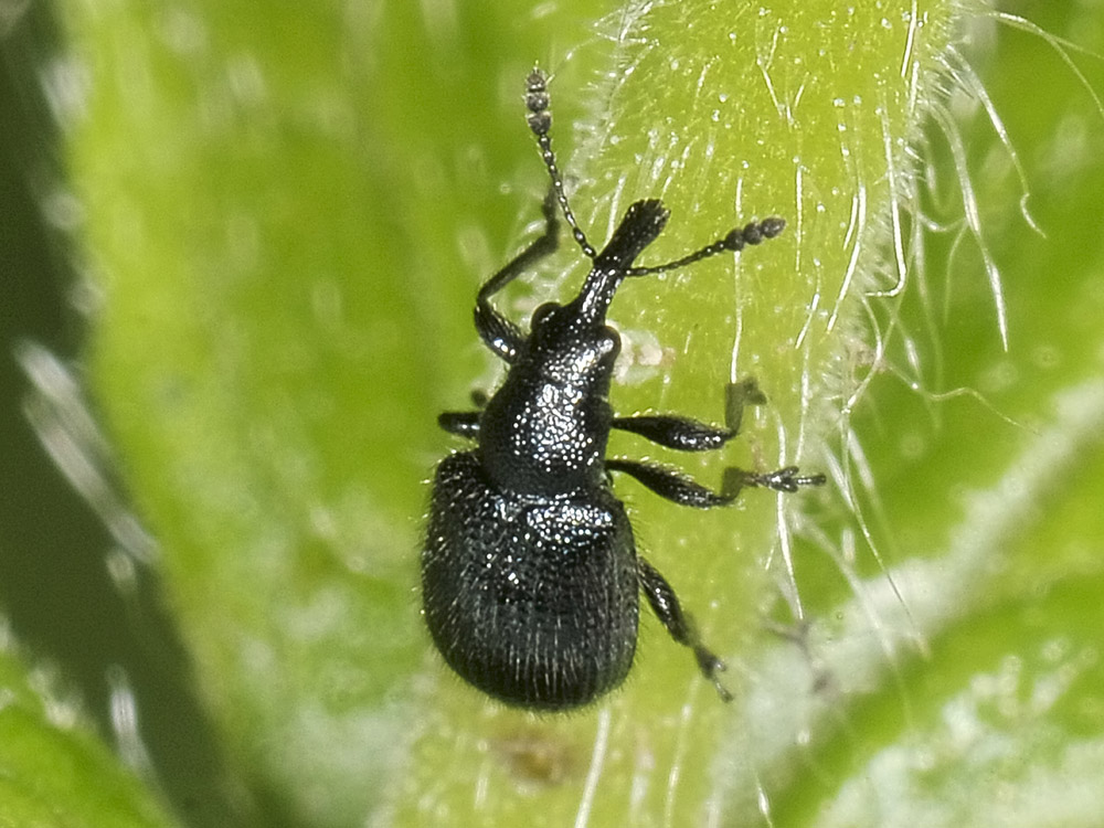 Lasiorhynchites olivaceus? (Rhynchitidae)